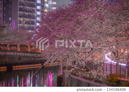 Image of cherry blossoms at night on the Ooka River Promenade Image of cherry blossoms at night on the Ooka River Promenade 134198406