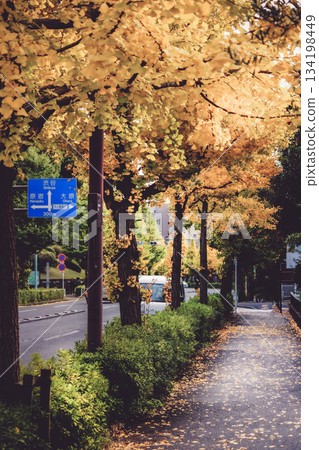 代代木公園覆蓋著秋天的落葉 134198449