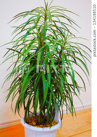 Monkey tree succulent plant 134198510