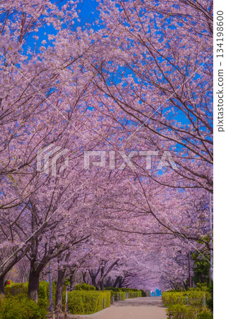 孩子們沿著一排櫻花樹散步 134198600