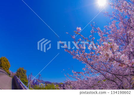 Cherry blossoms and blue sky at Center Kita 134198602