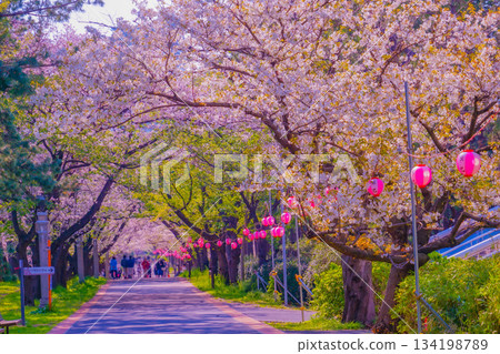 Tatsumi no Mori Cherry Blossoms at Green Park 134198789