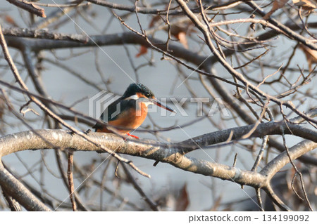 Kingfisher Kingfisher 134199092