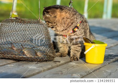 A curious tabby cat examines a fishing net with fish. Cat fishing 134199351