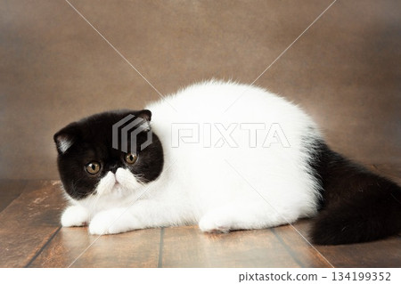 A beautiful exotic shorthair cat lies on the brown background of the studio. 134199352