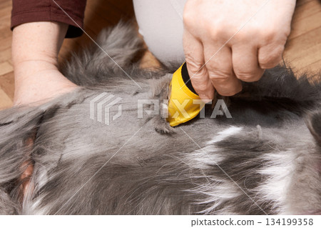 Haircut of a fluffy gray Persian cat at home Haircut of a fluffy gray Persian cat at home 134199358