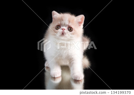 A cute red kitten of an exotic shorthair Persian breed sits on a dark background. The kitten is playing with its reflection A cute red kitten of an exotic shorthair Persian breed sits on a dark background. The kitten is playing with its reflection 134199370