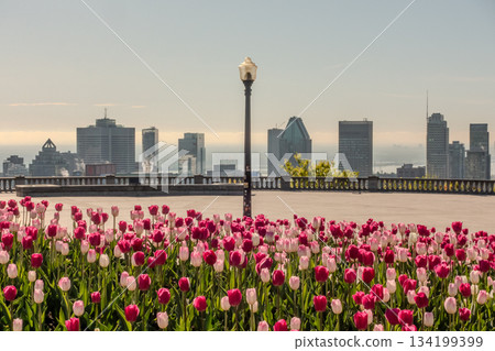 Montreal canada city Skyline in spring Montreal canada city Skyline in spring 134199399