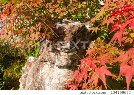 Komainu and autumn maple leaves 134199653
