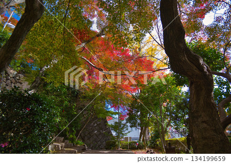 The sun shines on the autumn leaves The sun shines on the autumn leaves 134199659