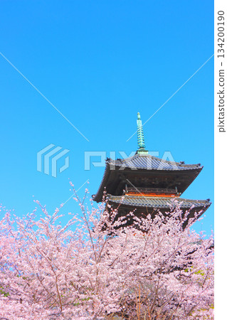 Scenery of cherry blossoms in full bloom and the five-storied pagoda of Yagotoyama Koshoji Temple, Nagoya City, Aichi Prefecture 134200190