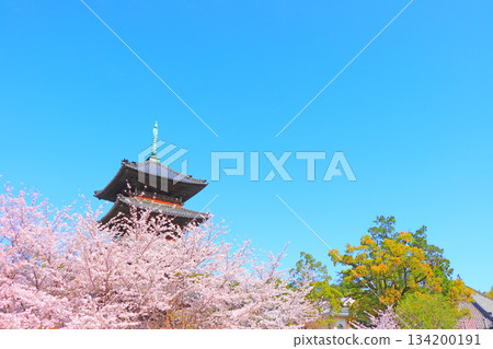 Scenery of cherry blossoms in full bloom and the five-storied pagoda of Yagotoyama Koshoji Temple, Nagoya City, Aichi Prefecture Scenery of cherry blossoms in full bloom and the five-storied pagoda of Yagotoyama Koshoji Temple, Nagoya City, Aichi Prefecture 134200191