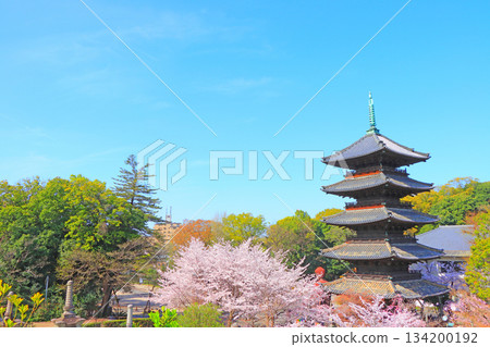 愛知縣名古屋市八子山興勝寺櫻花盛開和五層塔的景色 134200192