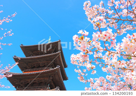 愛知縣名古屋市八子山興勝寺櫻花盛開和五層塔的景色 134200193
