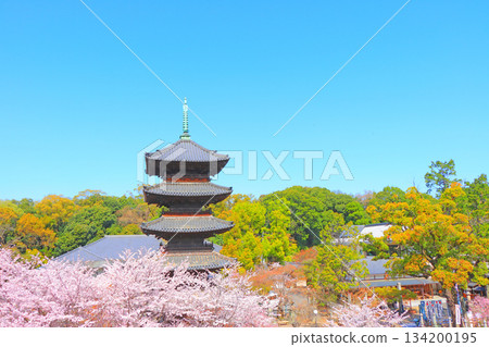 Scenery of cherry blossoms in full bloom and the five-storied pagoda of Yagotoyama Koshoji Temple, Nagoya City, Aichi Prefecture Scenery of cherry blossoms in full bloom and the five-storied pagoda of Yagotoyama Koshoji Temple, Nagoya City, Aichi Prefecture 134200195