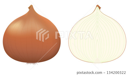 Onion with skin on Cross section of an onion cut in half 134200322