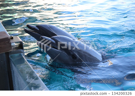 和歌山縣冒險世界海豚表演場景 134200326