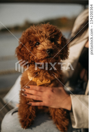 Cute brown puppy sits on a person's lap near the water during a sunny afternoon 134200364