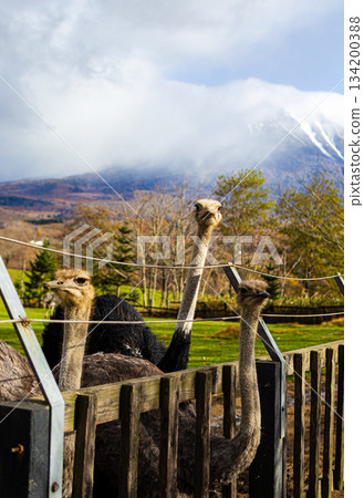 Morning at the Ostrich Farm 134200388