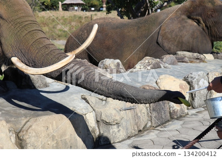 Adventure World Feeding Elephants 134200412