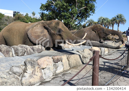 Adventure World Feeding Elephants Adventure World Feeding Elephants 134200414