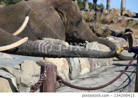 Adventure World Feeding Elephants 134200415