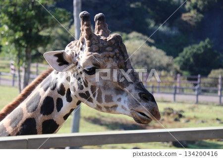 冒險世界餵長頸鹿 134200416