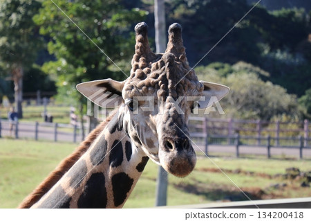 冒險世界餵長頸鹿 134200418