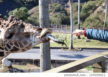 Adventure World Feeding Giraffes 134200421