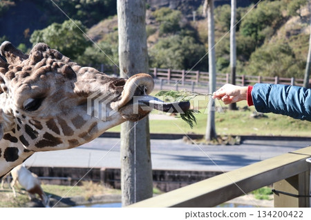 Adventure World Feeding Giraffes Adventure World Feeding Giraffes 134200422