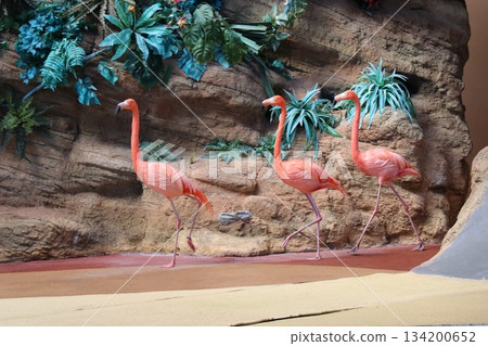 冒險世界,和歌山縣,動物表演 冒險世界,和歌山縣,動物表演 134200652