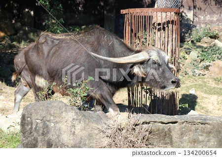 Adventure World, Wakayama Prefecture, Safari Park Adventure World, Wakayama Prefecture, Safari Park 134200654