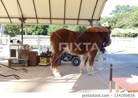 和歌山縣冒險世界 134200656