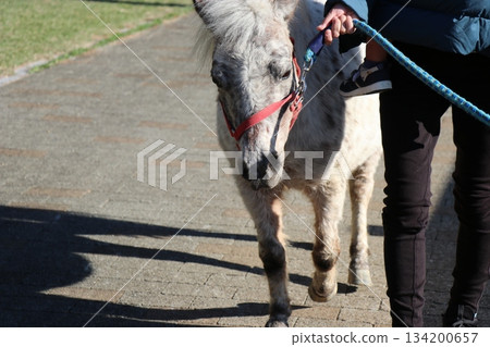 冒險世界,和歌山縣,騎馬 冒險世界,和歌山縣,騎馬 134200657