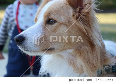 冒險世界，和歌山縣，狗狗玩耍 134200663