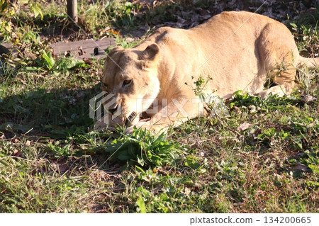 冒險世界,和歌山縣,野生動物園 冒險世界,和歌山縣,野生動物園 134200665