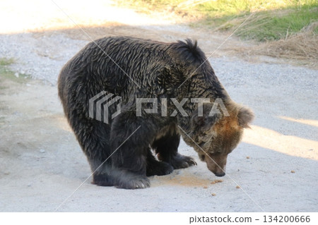 冒險世界，和歌山縣，野生動物園 134200666