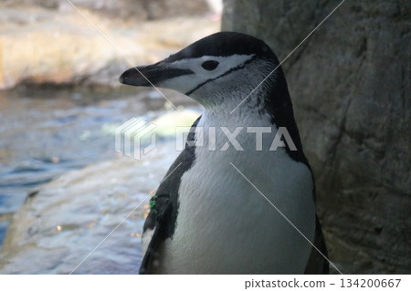 冒險世界，和歌山縣，水族館 134200667