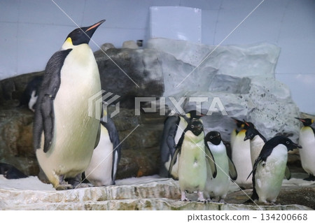 冒險世界，和歌山縣，水族館 134200668