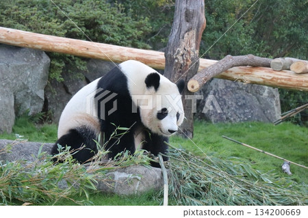 和歌山縣冒險世界 134200669