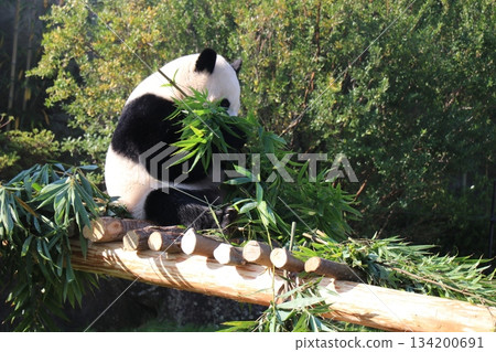 和歌山縣冒險世界 134200691