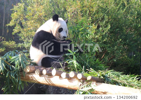 和歌山縣冒險世界 134200692