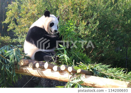 和歌山縣冒險世界 134200693