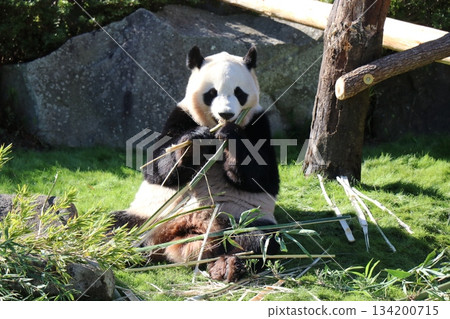 Adventure World, Wakayama Prefecture 134200715