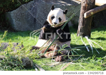 和歌山縣冒險世界 134200718