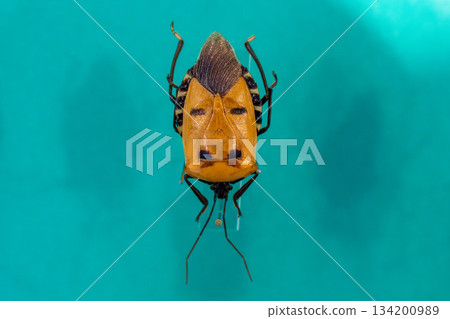 Rare stink bug 134200989