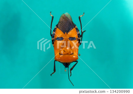 罕見的臭蟲 134200990