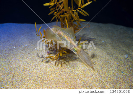 大鰭礁魷魚，一個熱門的釣魚點 134201068
