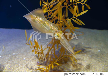 Bigfin reef squid, a popular fishing spot Bigfin reef squid, a popular fishing spot 134201069