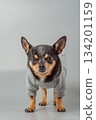 A black, white and red Chihuahua dog in a hoodie on a gray background. 134201159